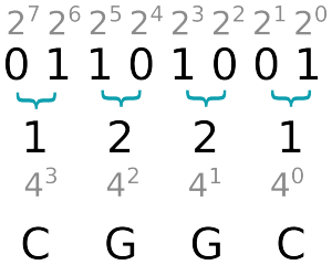 Die Umwandlung vom Binär(2)- ins Quartär(4)-System ist einfach, da die Zahl 4 eine Zweierpotenz ist.