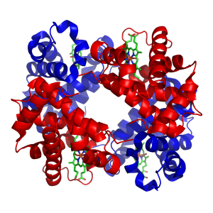 Struktur des Proteins Hämoglobin. (Von Zephyris, CC BY-SA 3.0, Wikimedia Commons)